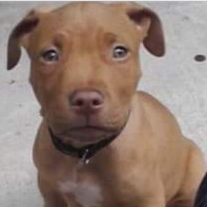 New and preloved Vintage Jewelry accessories Home